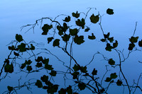 Plitvice, Croatia Leaf Reflection