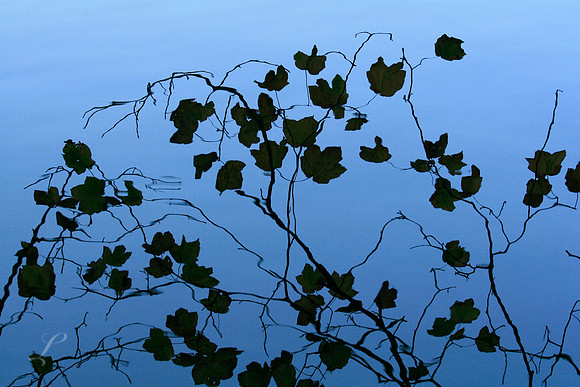 Plitvice, Croatia Leaf Reflection