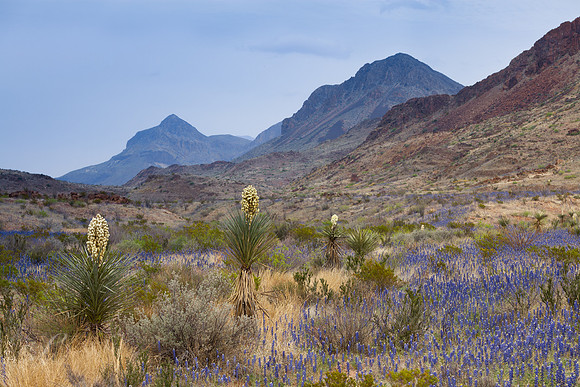Yuccas & Bluebonnets