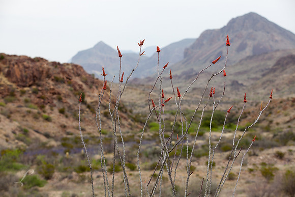 Ocotillo In Big Bend