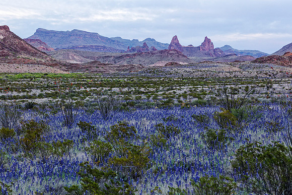 Bluebonnets & Mule Ears