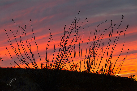 Ocotillo at Sunset