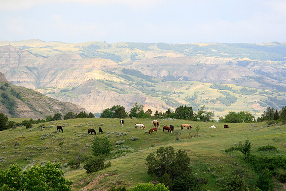 Wild Horses