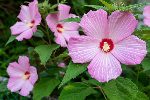 WV Hibiscus 1