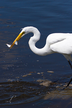 Great Egret Two Fer