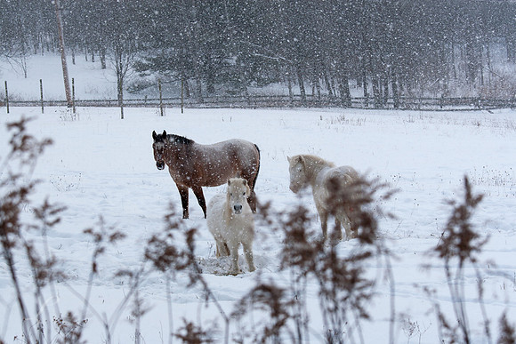 PA Snowy Day