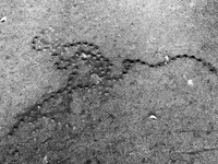 Elephant Chain B&W