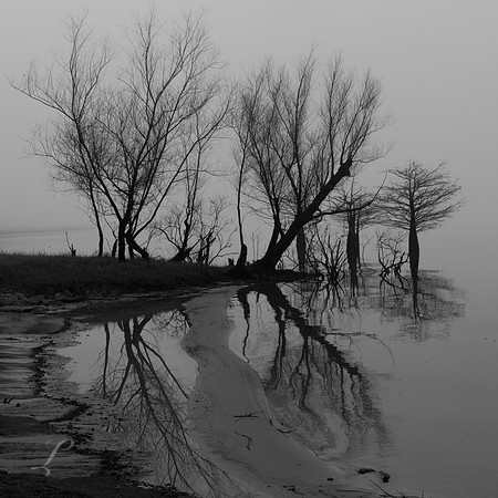 Cypress Fog