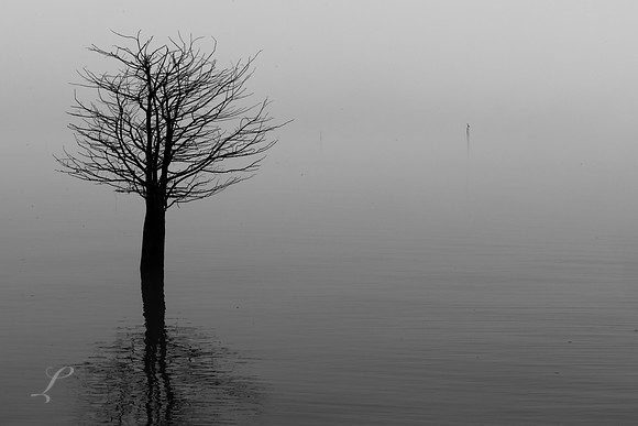Cypress Fog