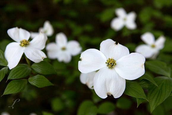 East Texas Dogwood Group