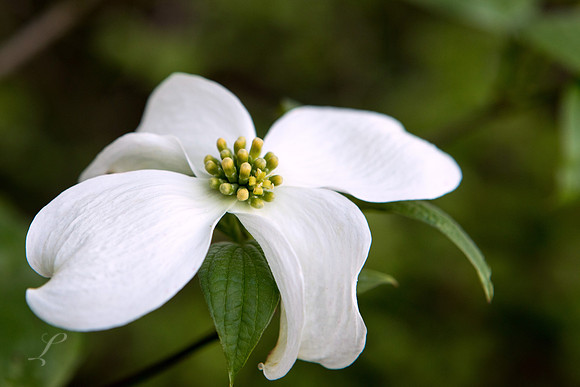 East Texas Dogwood