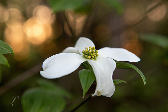 East Texas Dogwood & Light Bubbles