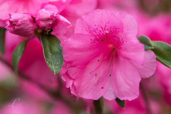 East Texas Azaleas