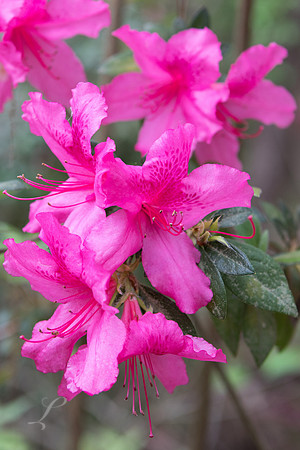 Pink Bouquet
