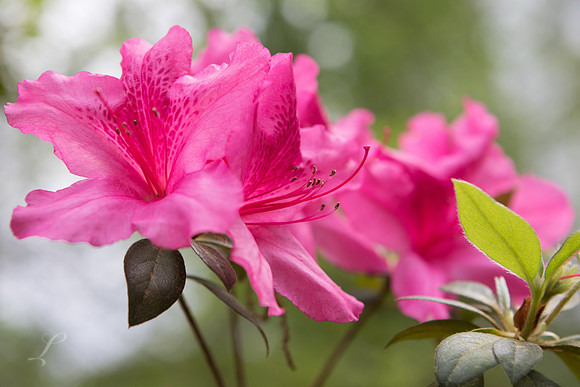 Spring Pink