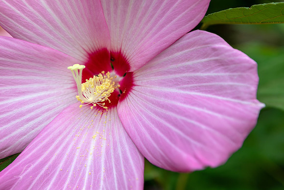 WV Hibiscus 2