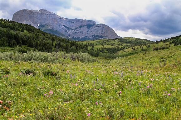 Montana Spring Flowers