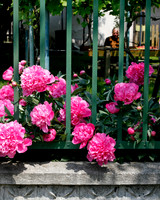 Man In Garden, Hungary