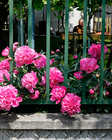 Man In Garden, Hungary