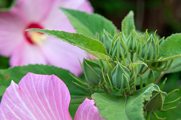 WV Hibiscus 3