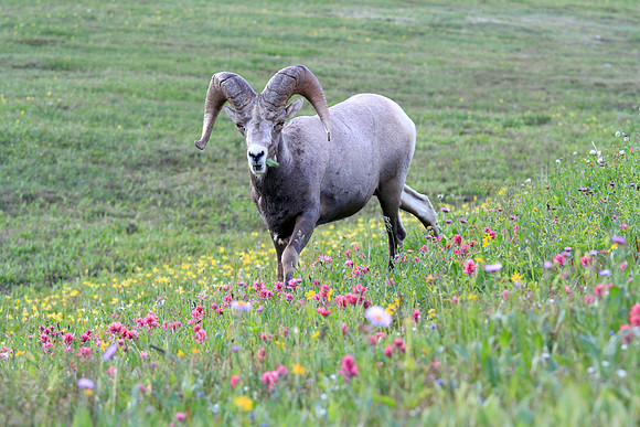 Big Horn Sheep, Montana