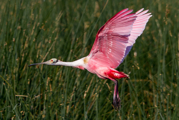 Roseate Spoonbill In Flight
