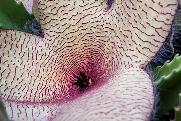 Starfish Cactus Bloom 1