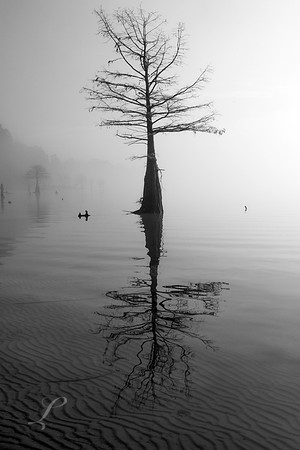 Cypress in Fog B&W