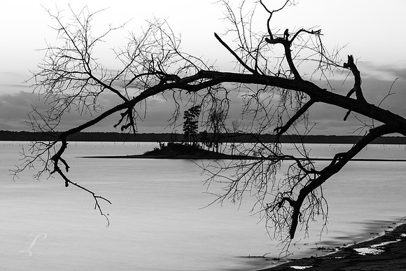 Falling Tree
