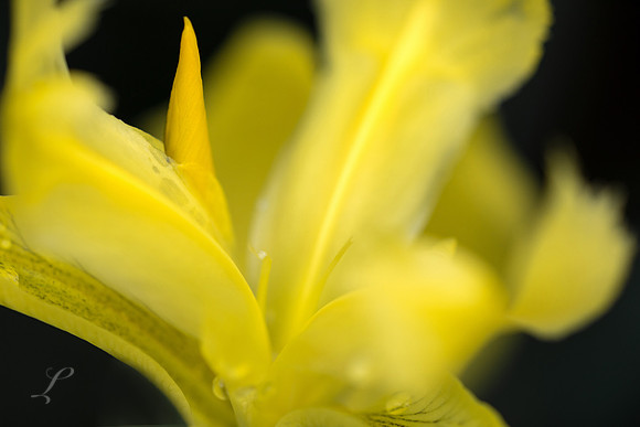 Spring Iris