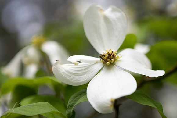 Dogwood Bloom