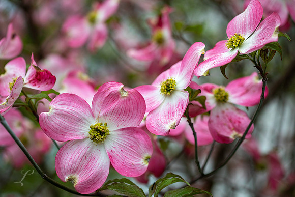 WV Dogwood 4
