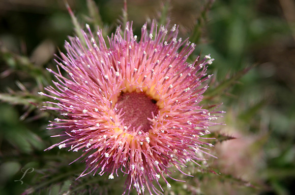 Pink Thistle Flower