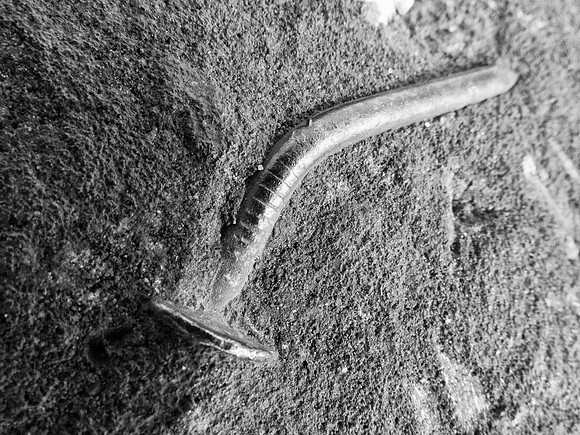 Nailed B&W