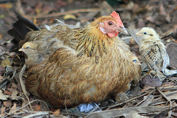 Chicken Biddies
