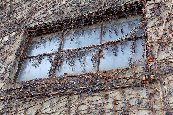 Omaha Alley Window