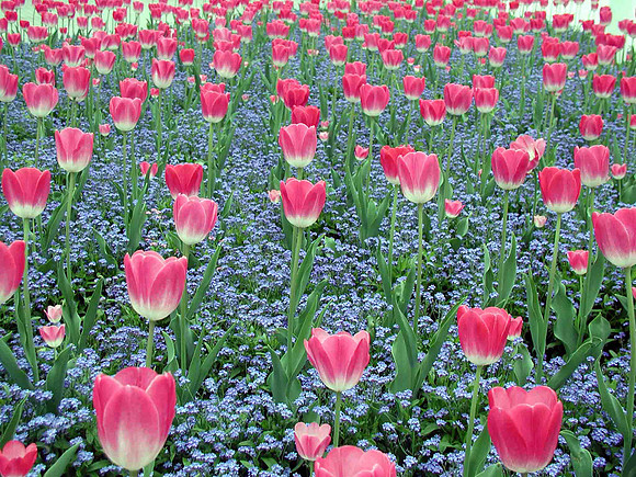 Hódmezővásárhely, Hungary Tulips