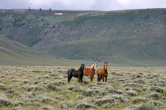 Three Ladies In Wyoming