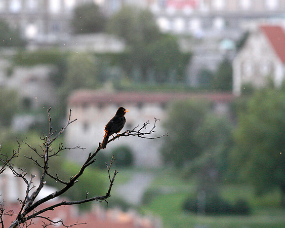 Gellért Hill Blackbird, Budapest