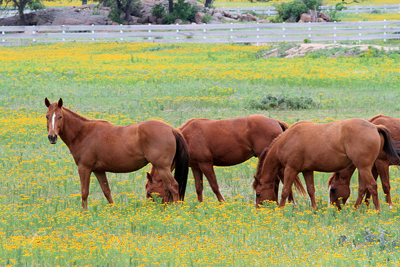 Field of Sorrels