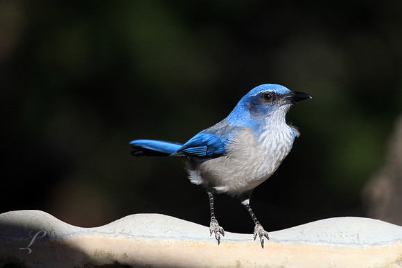 Scrub Jay