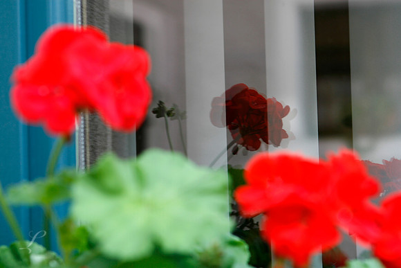 Durnstein, Austria Window Flower Reflection