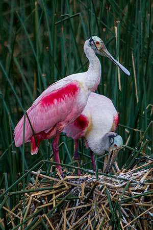 Roseate Spoonbill Pair On Nest