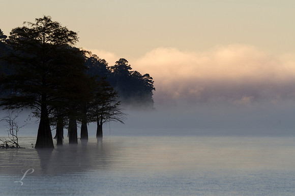 Waking Cypress