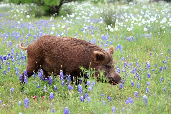 Hog In The Brushes