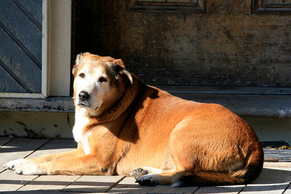 Wonderful Old Dog, Finger Lakes, New York