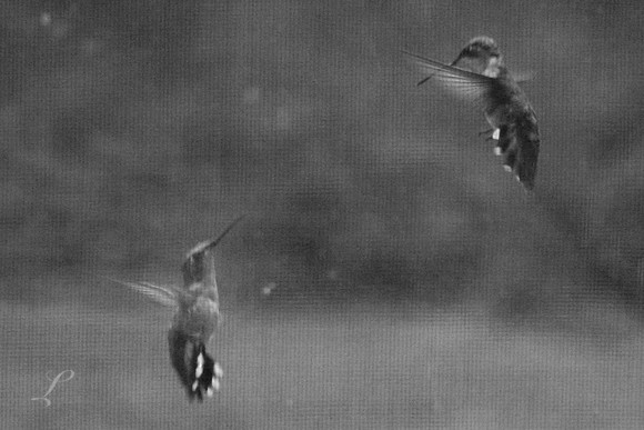 Hummingbird Fight, Bugniville, New Jersey