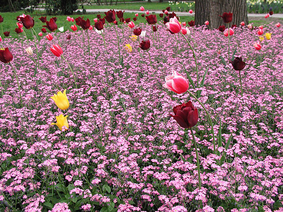 Hódmezővásárhely, Hungary Tulips
