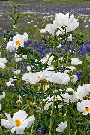 Texas Poppies