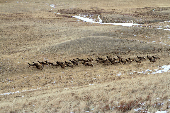 Running Elk Herd